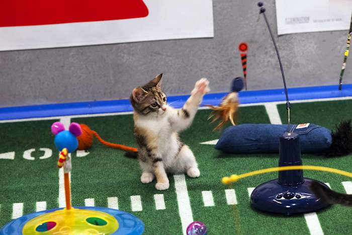 Puppy-Bowl-IX-halftime-kitten.jpg